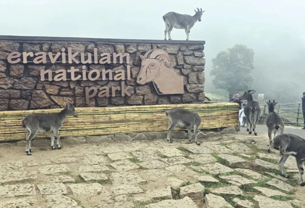 Eravikulam National Park