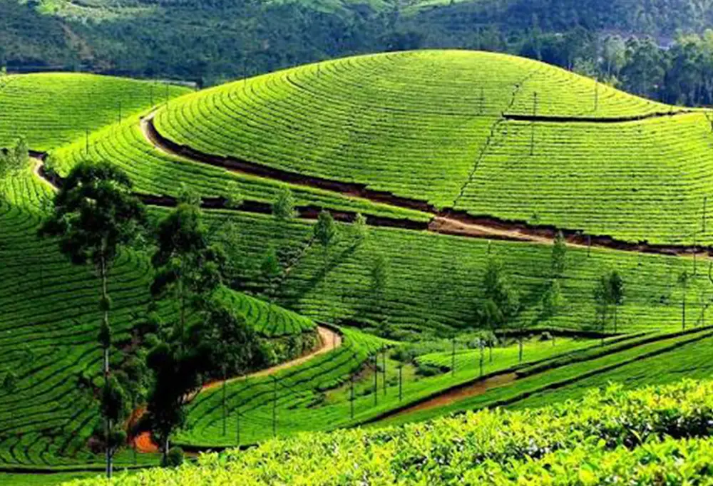 Munnar Tea Plantations
